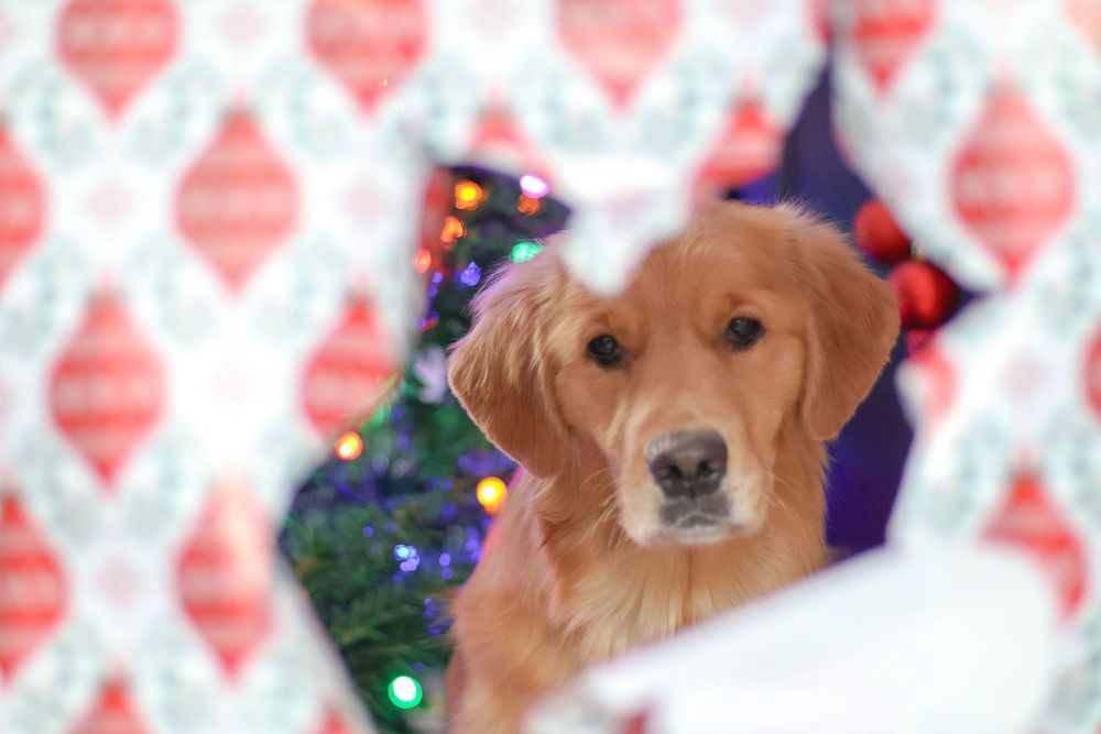 Golden Retriever puppy peeking through Christmas wrapping paper with holiday tree behind.