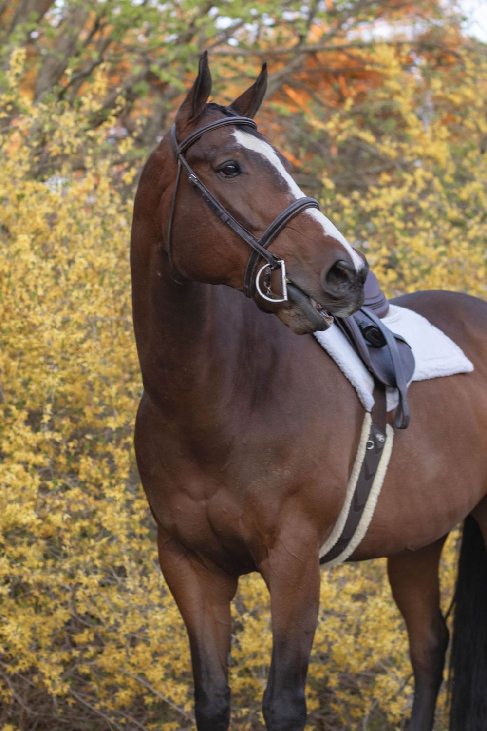 Bay horse wearing a bridle and saddle pad standing among yellow autumn foliage.