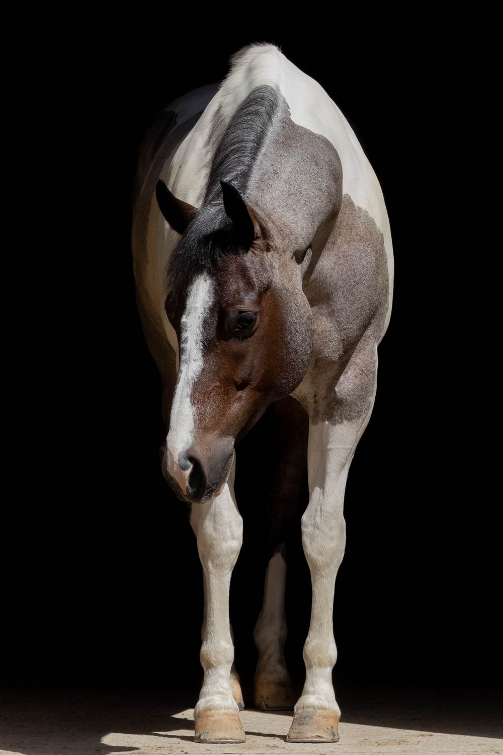 Brown and white Paint horse standing in dramatic shadow against a black background.