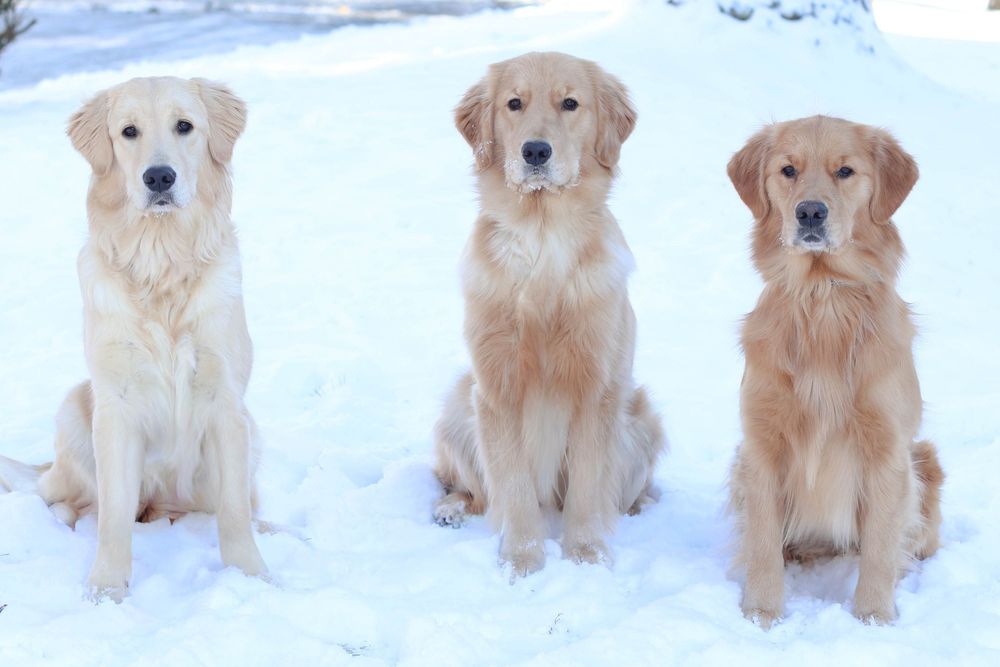 Three Golden Retriever dogs sitting together in the snow on a winter day.