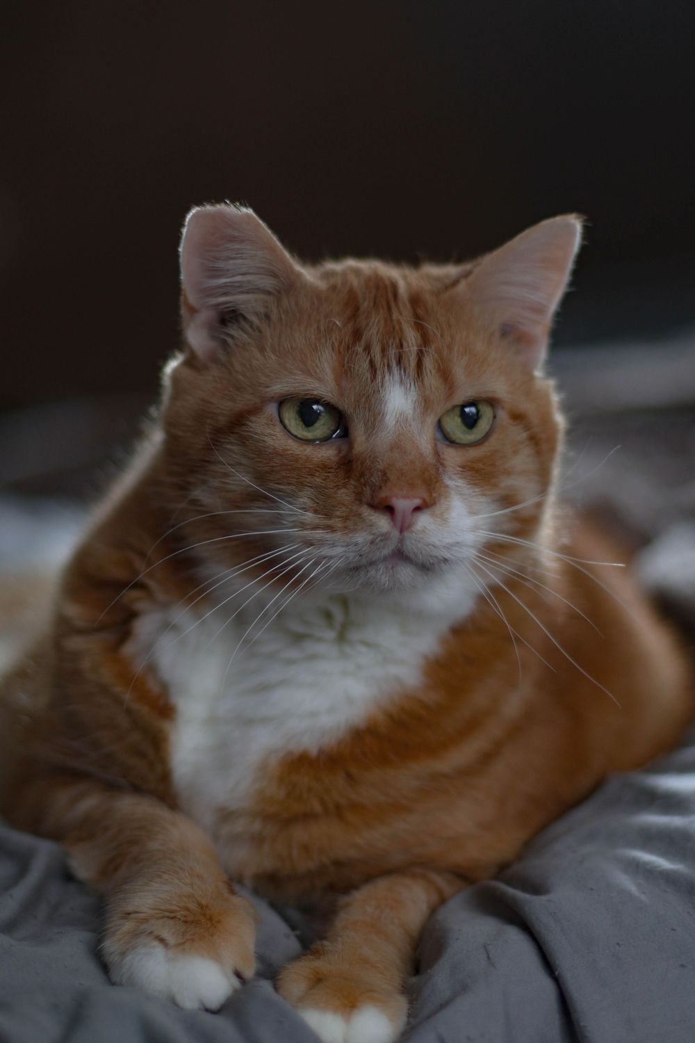 Orange tabby cat with white chest and green eyes resting on a gray surface.