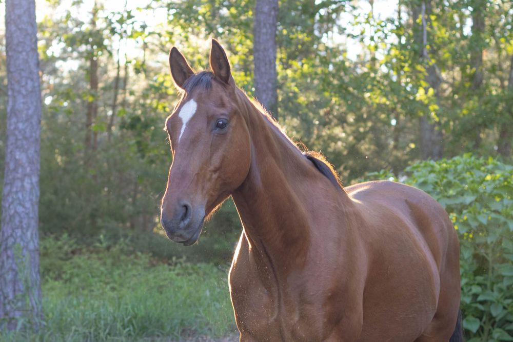 A chestnut horse stands gracefully in a sunlit forest clearing, showcasing its sleek coat and elegant profile.