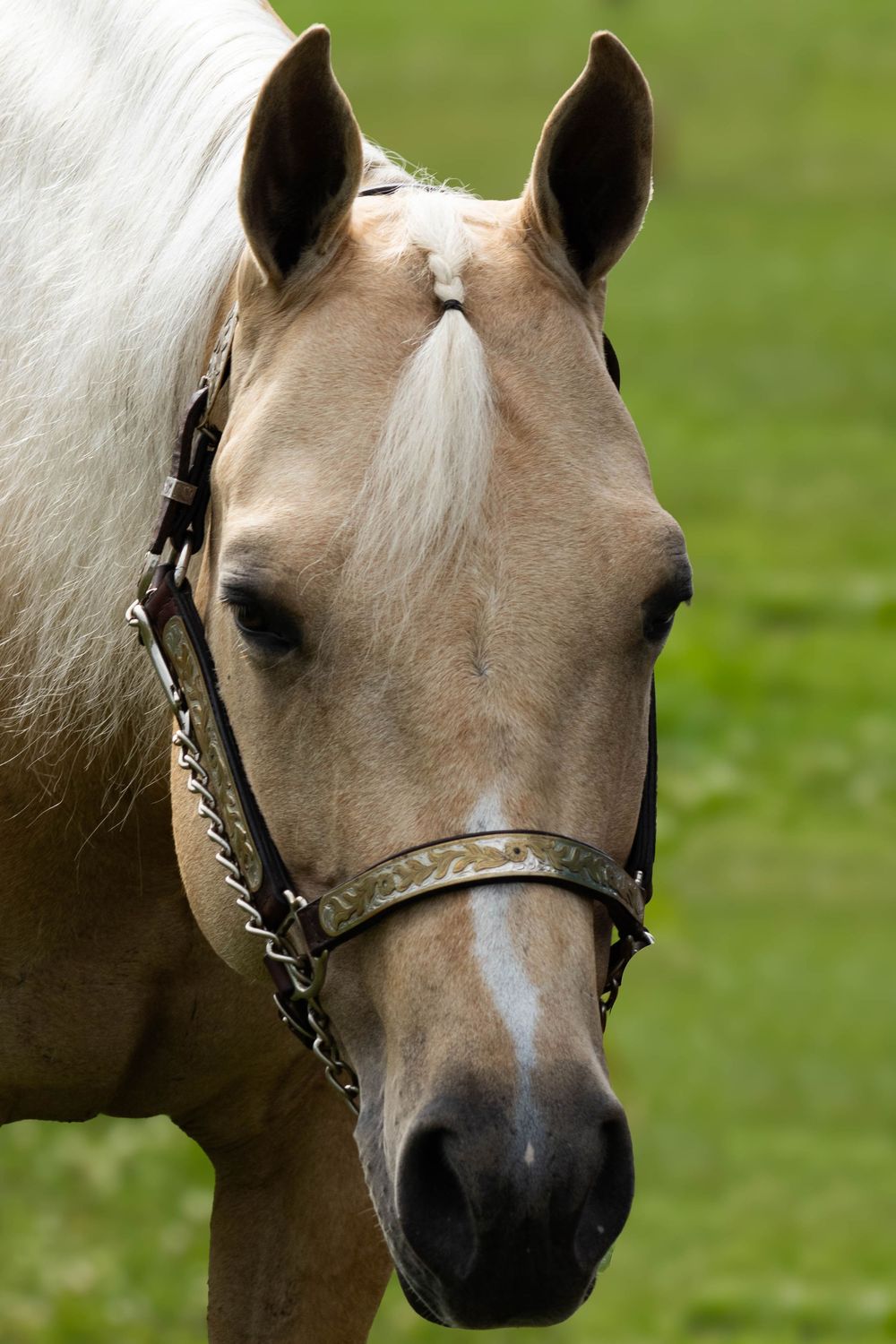Close-up portrait of a palomino horse wearing a halter standing in a green field.