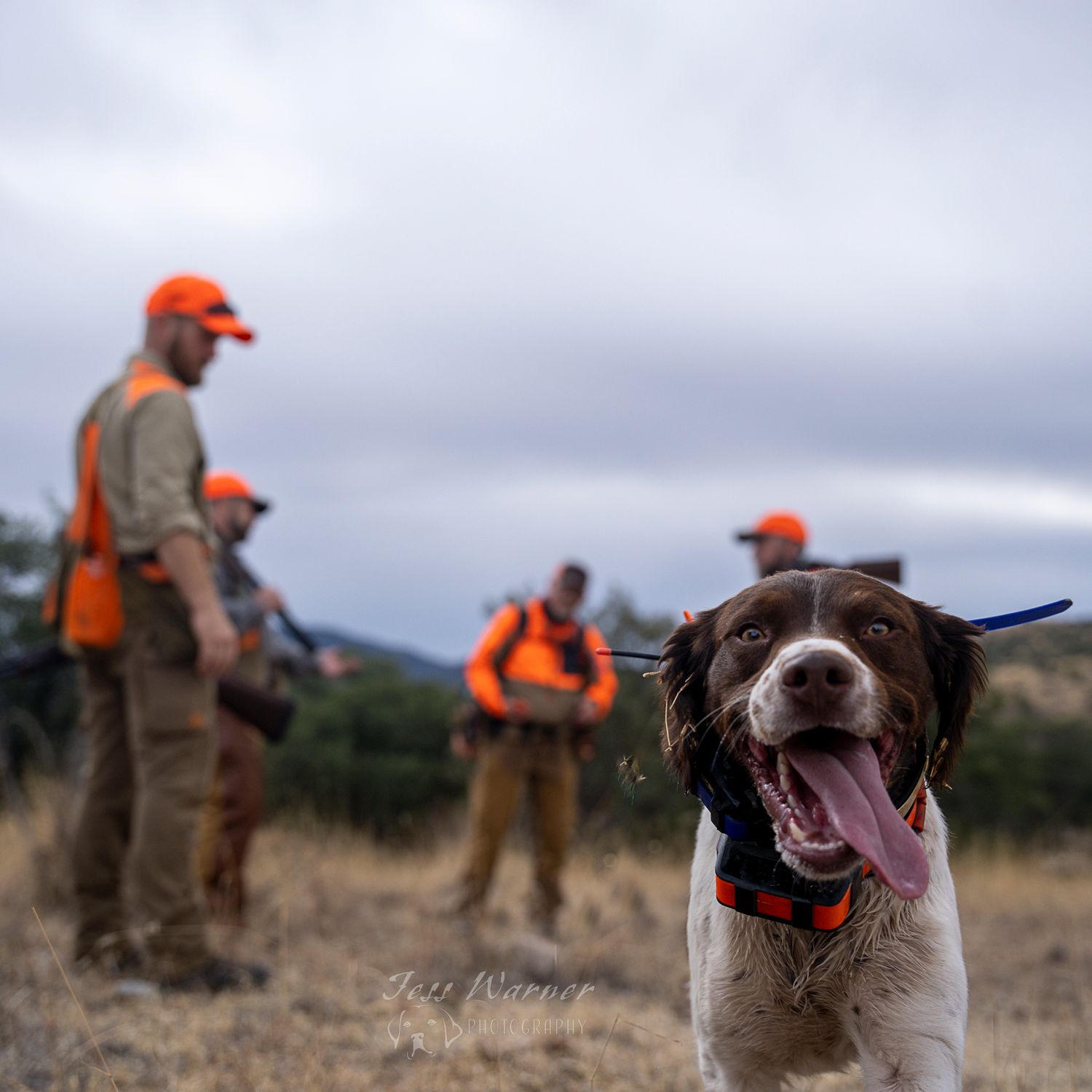 A happy hunting dog leads three hunters in orange vests across a grassy field.
