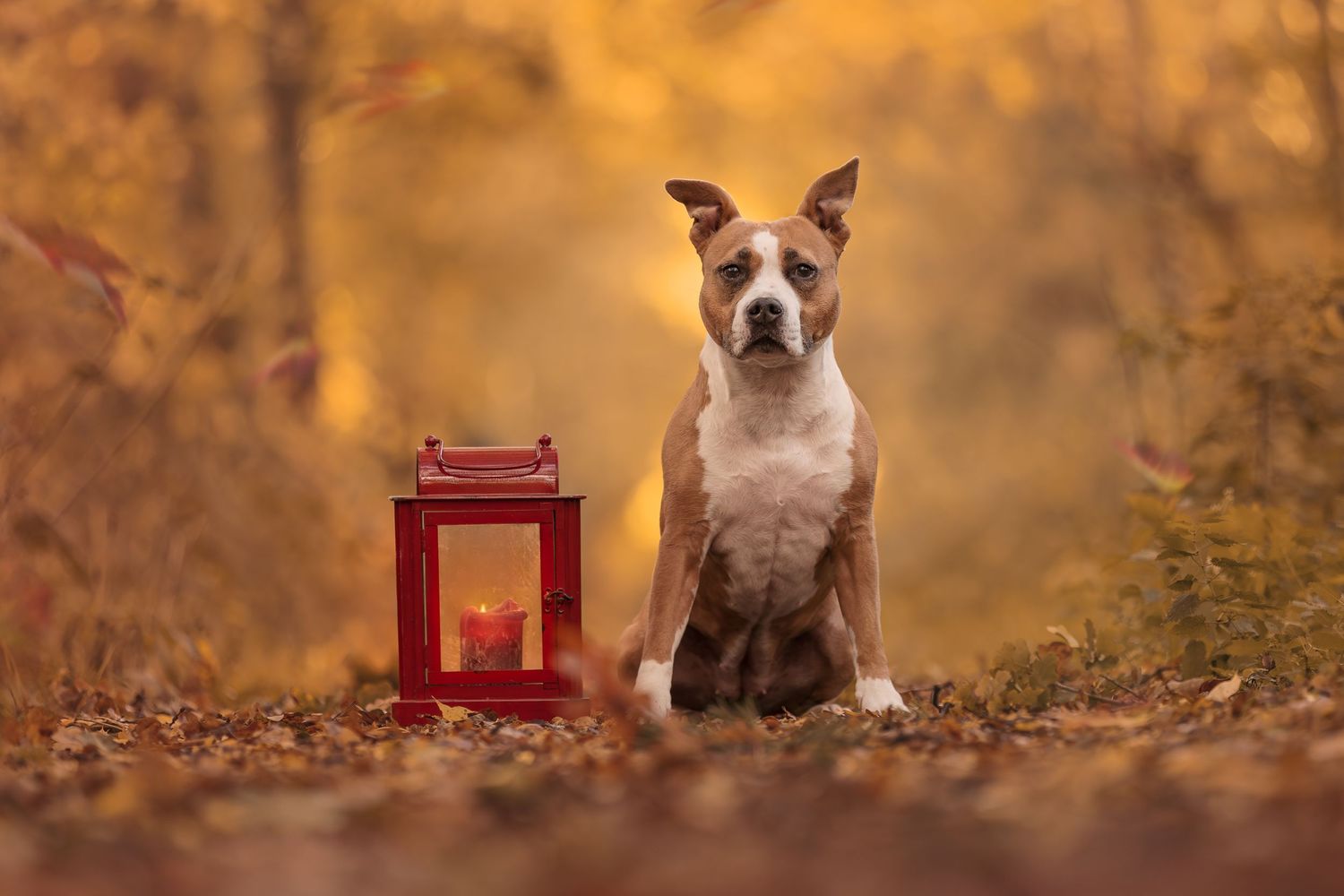A brown and white dog sits beside a red lantern on a leaf-covered path in an autumn forest.