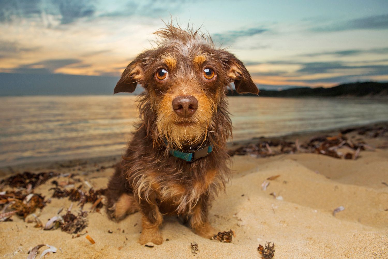 Chihuahua poses for photo at Point Peron