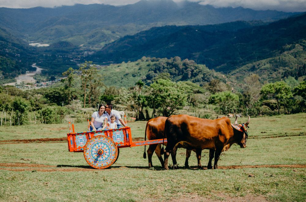 Horse-drawn cart rides through green mountain pasture.