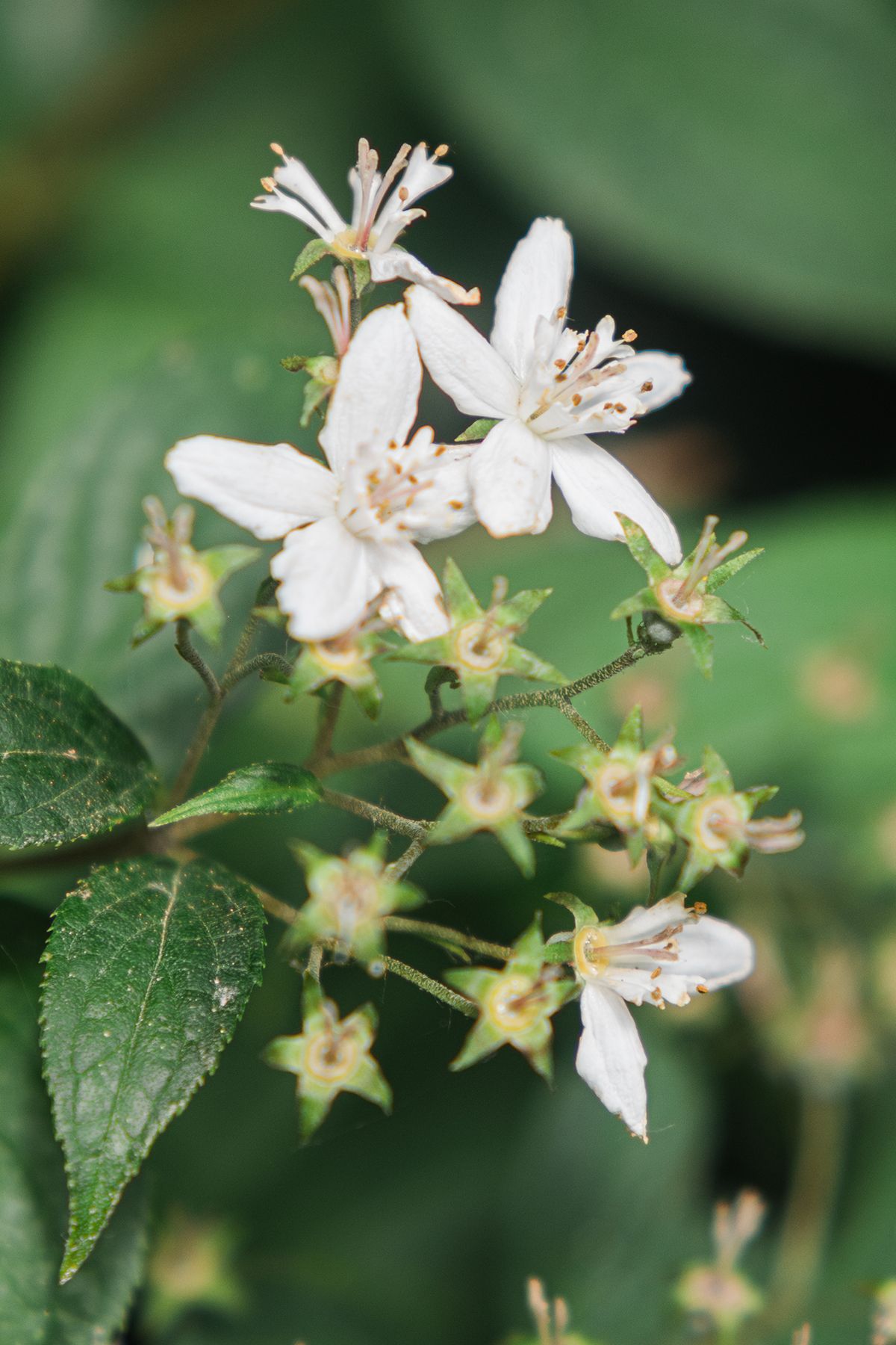 Close-up of deutzia rosea flower with lush green leaves in natural garden setting.