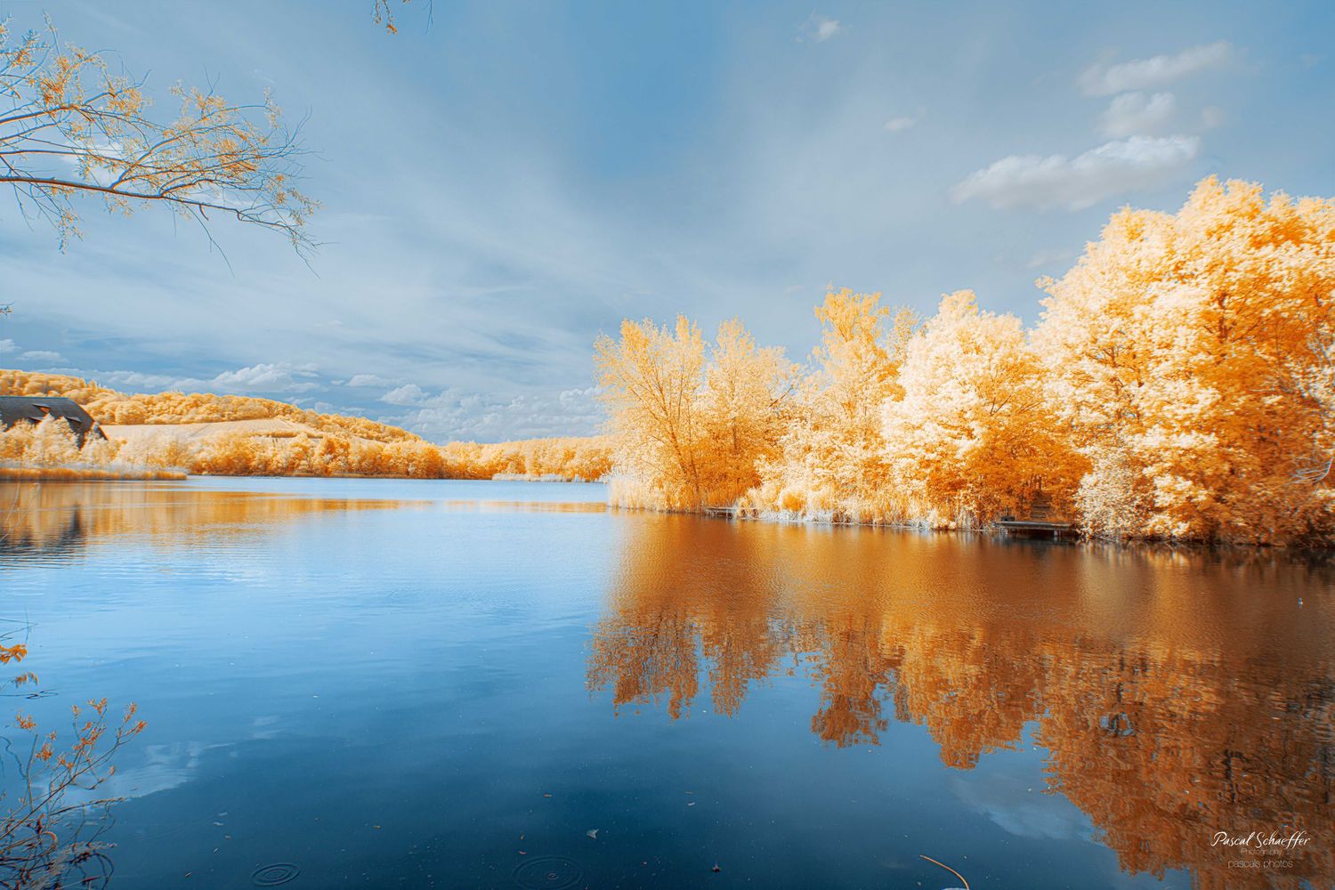 Infrared landscape of golden autumn trees reflecting in a calm lake under a blue cloudy sky.