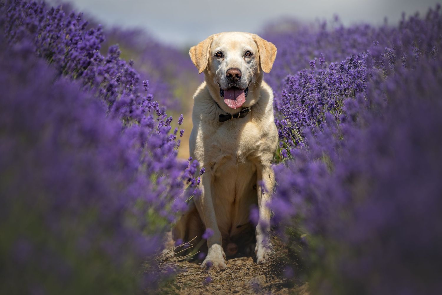 dog photography