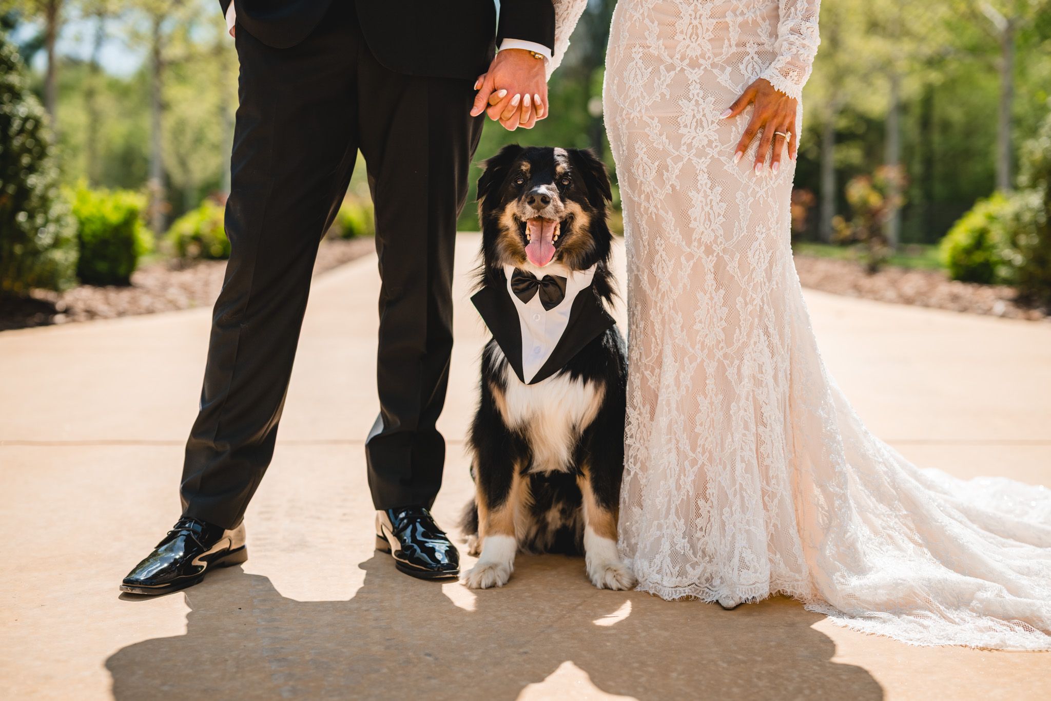 Wedding couple holding hands with their dog dressed in a tuxedo bow tie.