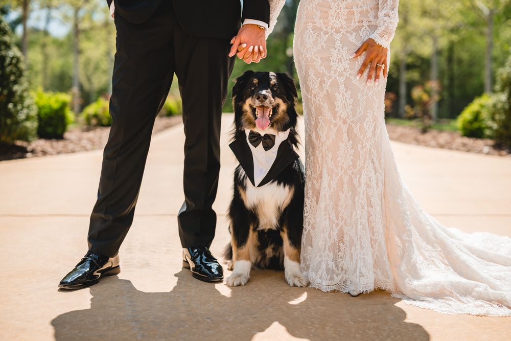 Wedding couple holding hands with their dog dressed in a tuxedo bow tie.