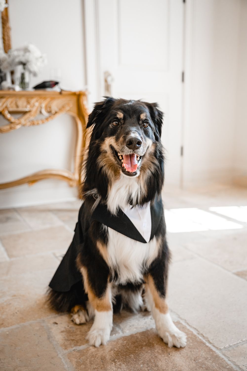Happy Australian Shepherd dog dressed in a black tuxedo bandana sits on a tile floor indoors.