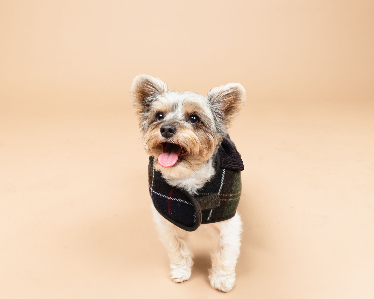 Furry Moments New York New Jersey Pet Photography