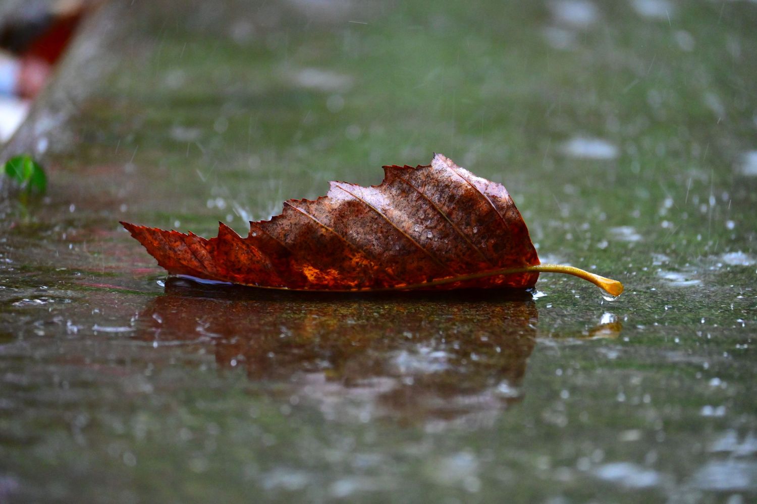 Dried leaf laying on concrete in the rain
