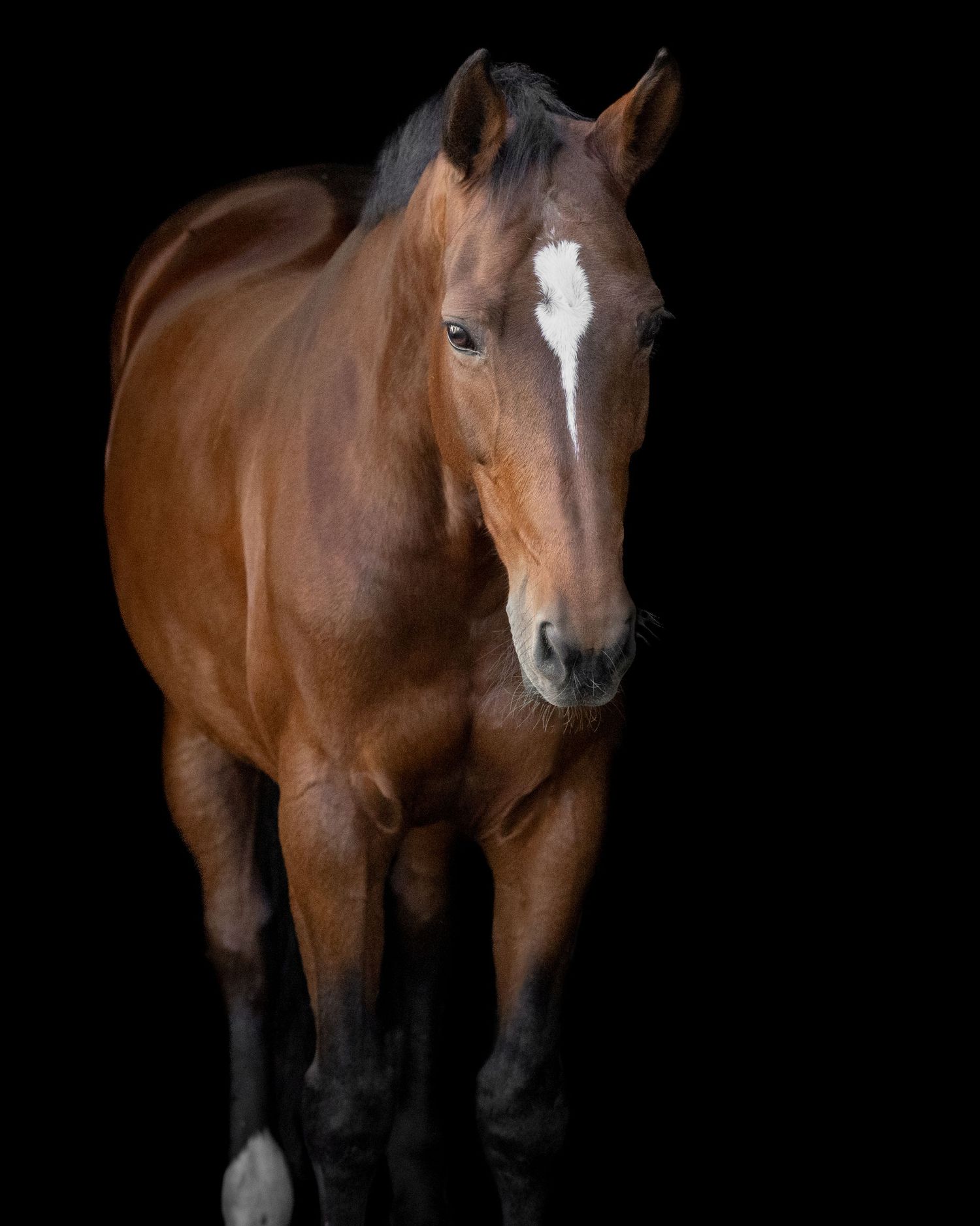 Black background horse portrait of a bay warmblood mare for wall art, website, or commercial use Copyright Amanda Barr Photography
