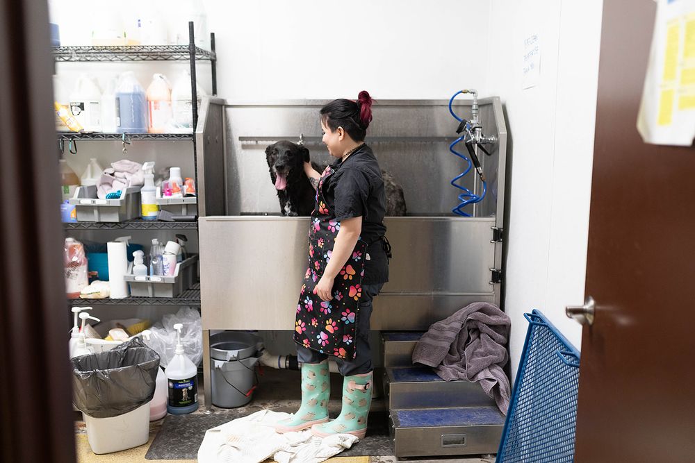 A female dog groomer in a floral apron and green boots bathing a dog in a professional grooming salon.