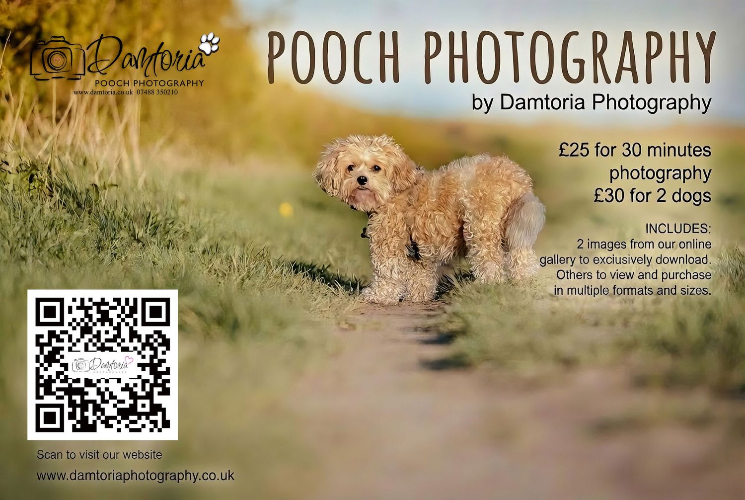 Fluffy golden Cockapoo dog running outdoors in a Pooch Photography promotional flyer by Damtoria Photography.
