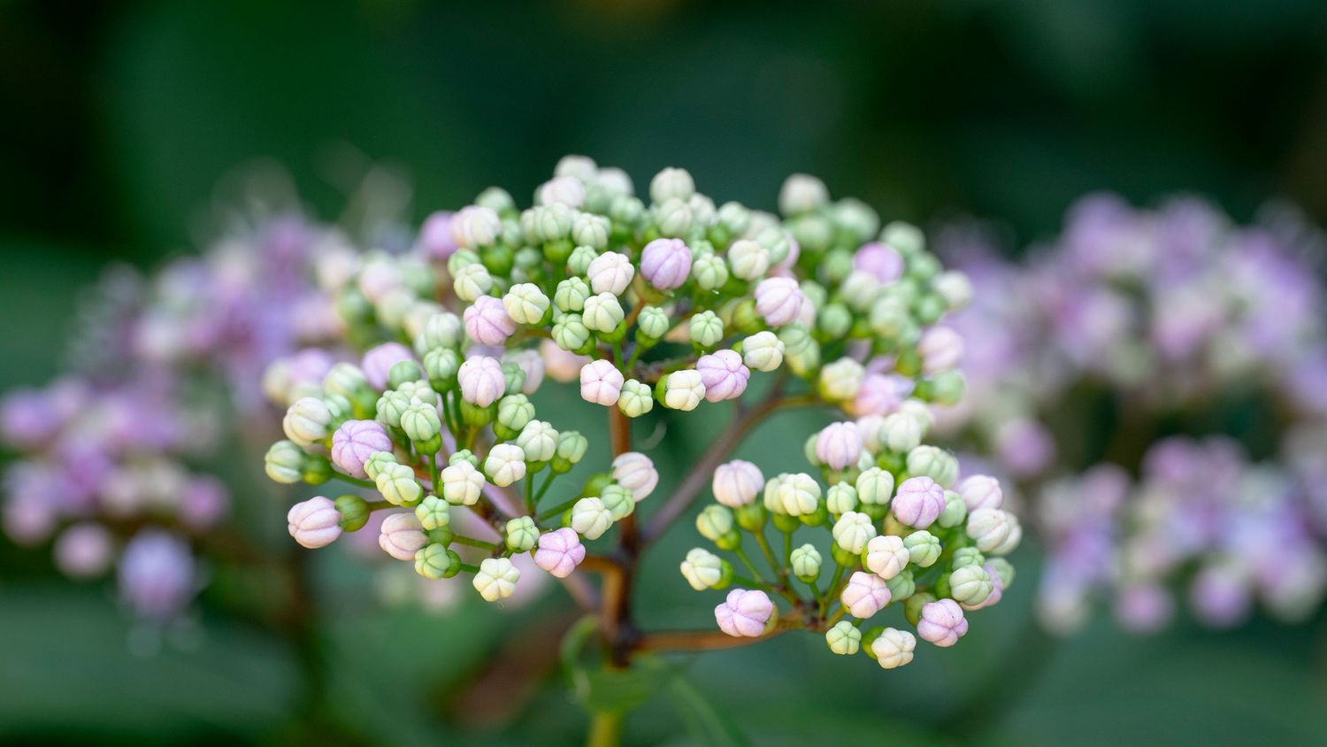 Close-up of delicate pink and green flower buds clustered together on a plant with a soft blurred background.