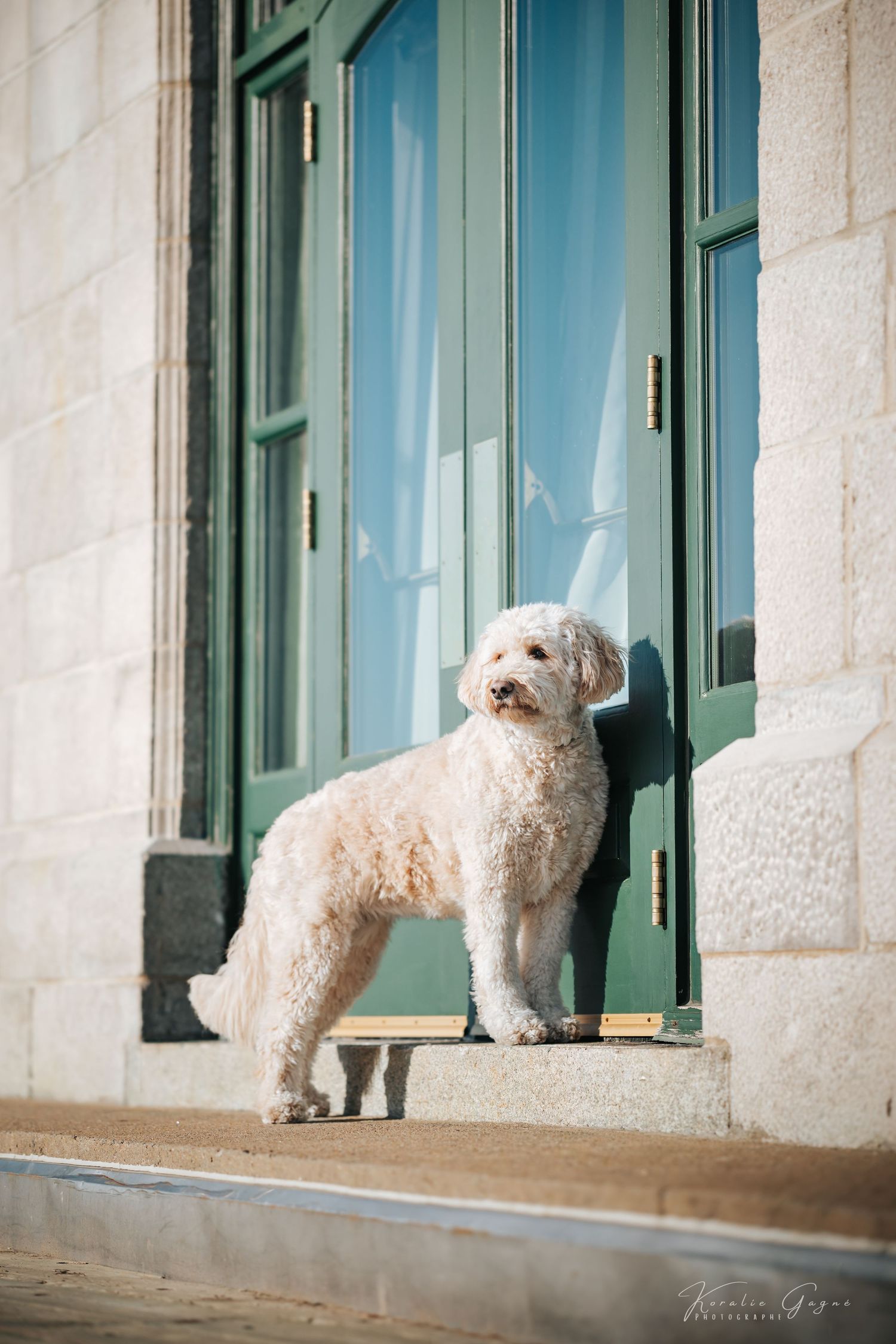 A fluffy white Goldendoodle dog stands on stone steps beside a green door of a classic building.