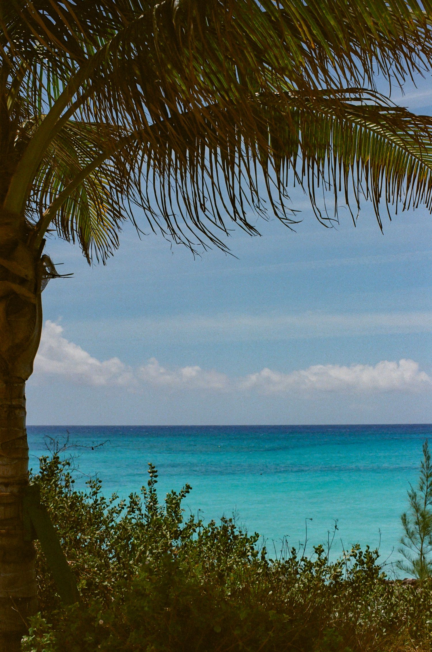Tropical beach view framed by palm tree fronds and lush greenery, with turquoise ocean waters under a blue sky.