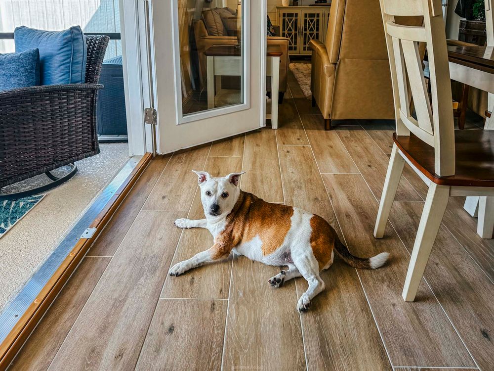 A white and tan dog resting on hardwood floors near a glass door and dining area furniture.