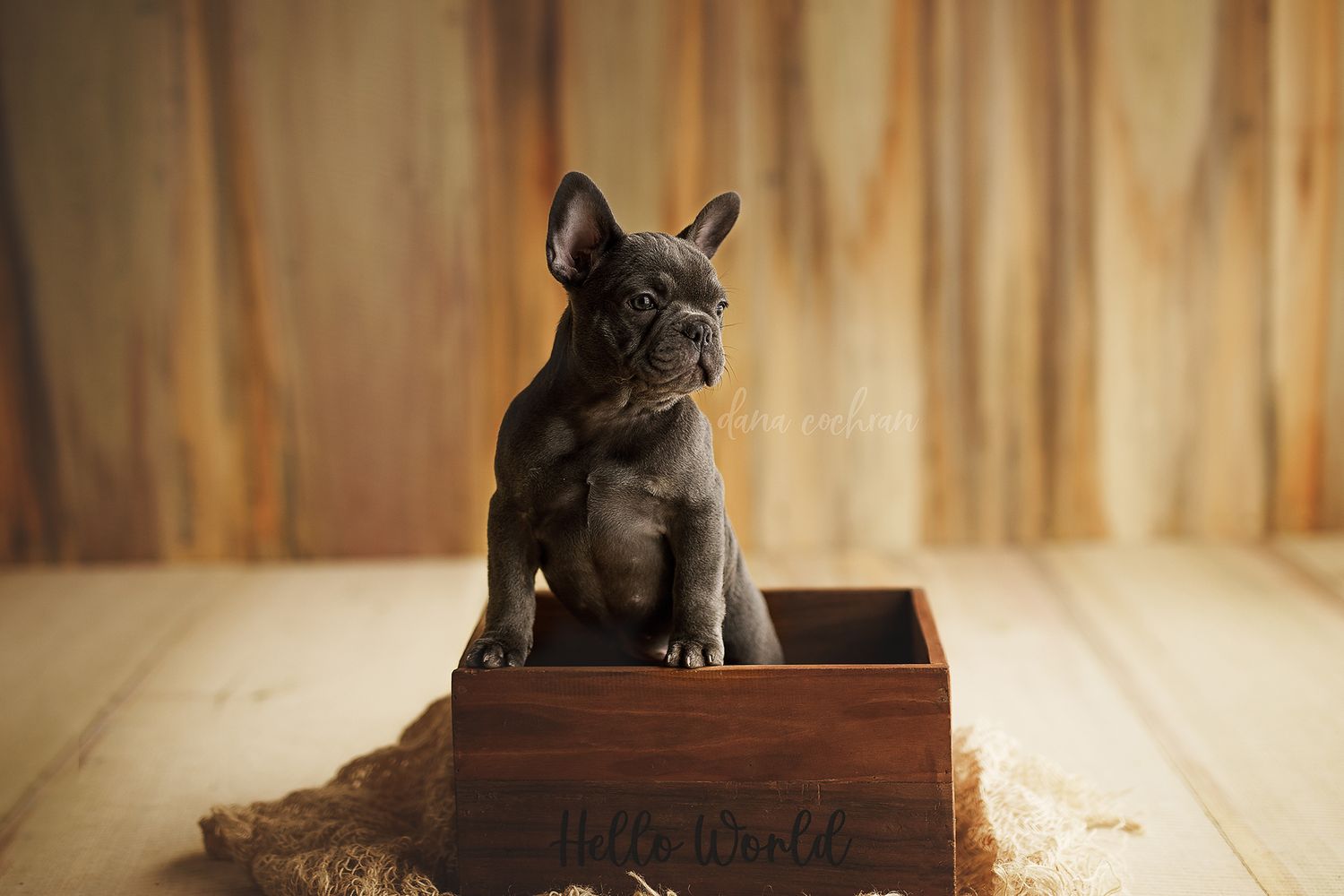 A small black French Bulldog puppy sits inside a rustic wooden box on a burlap mat against a wood plank backdrop.