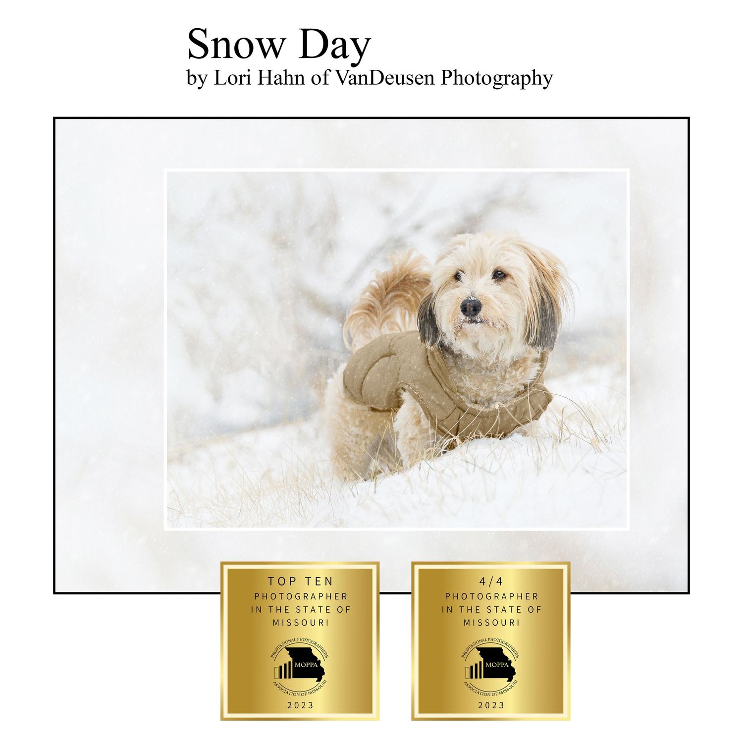 A fluffy dog wearing a coat poses in snow for award-winning photographer Lori Hahn of VanDeusen Photography.