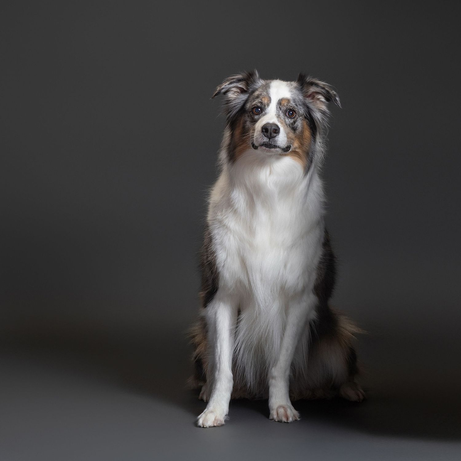 An Australian Shepherd dog sits upright against a gray studio background, showcasing its merle coat and alert expression.