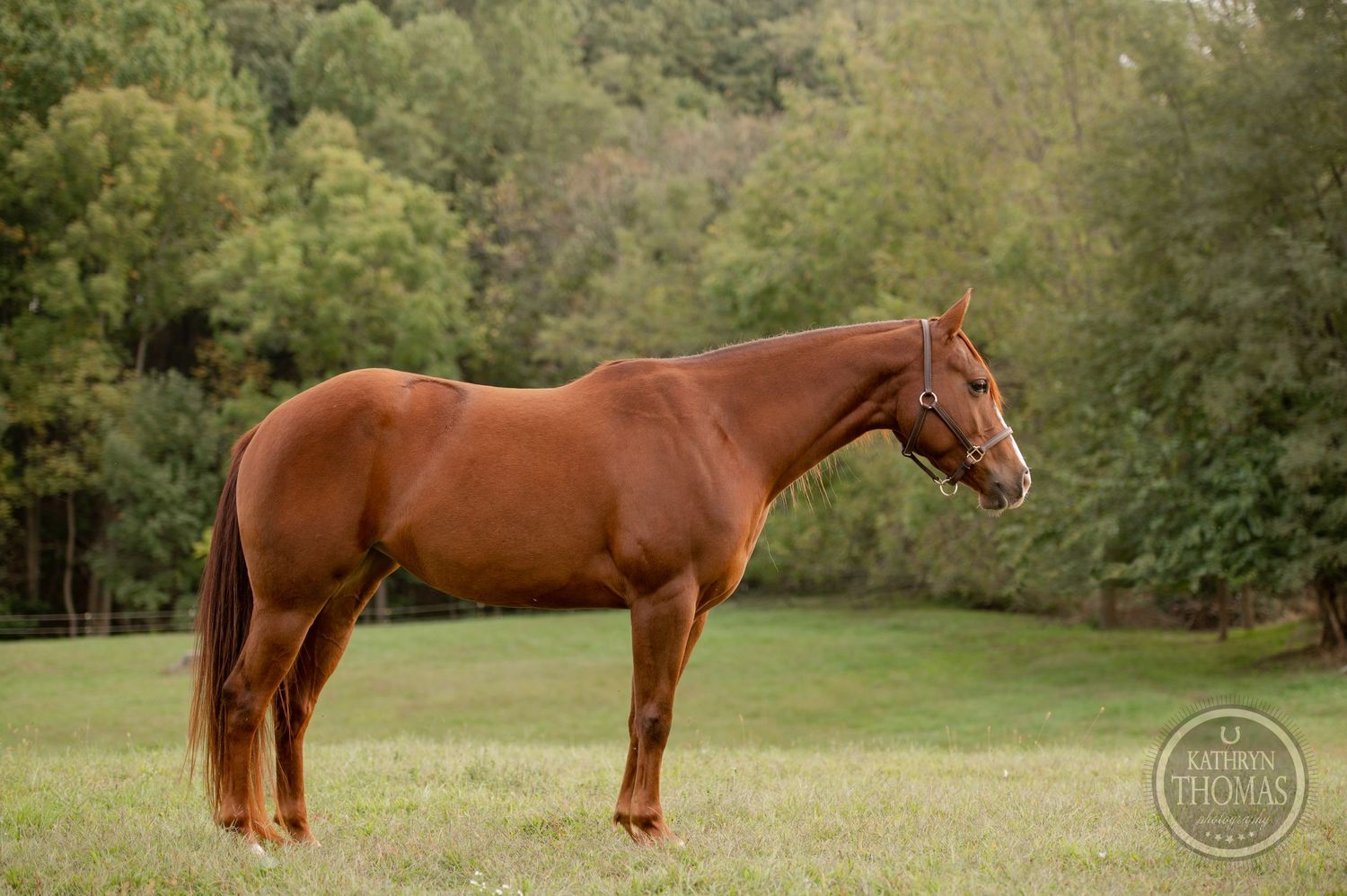 Muscular chestnut horse posed in profile against a backdrop of autumn trees.