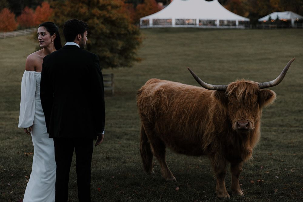 couple looking at highland cow