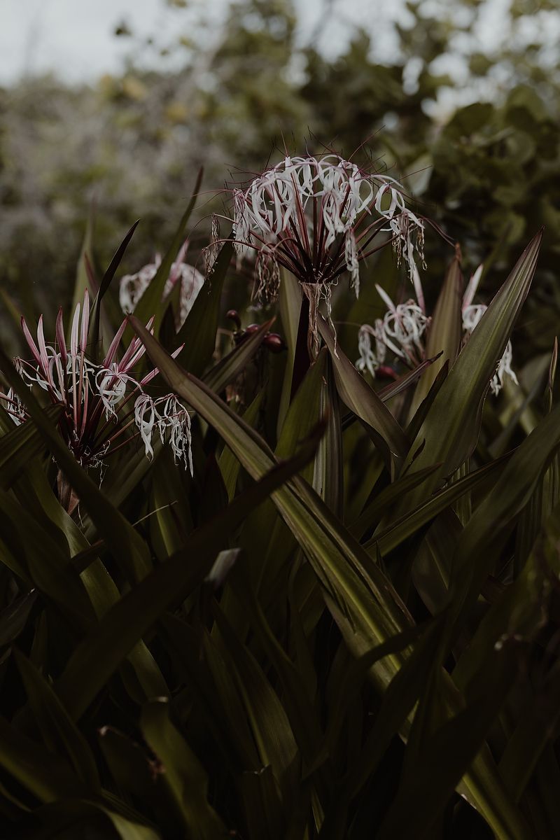 Tropical garden textures at TRS Coral Hotel, elegant wedding details in Mexico.