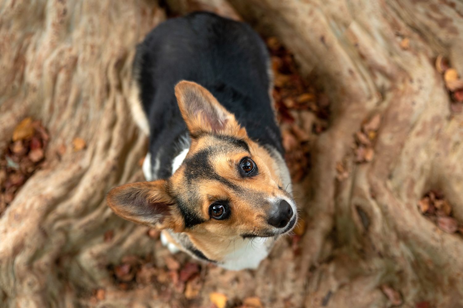 A small Chihuahua dog peeks out from behind tree bark in a natural outdoor setting.