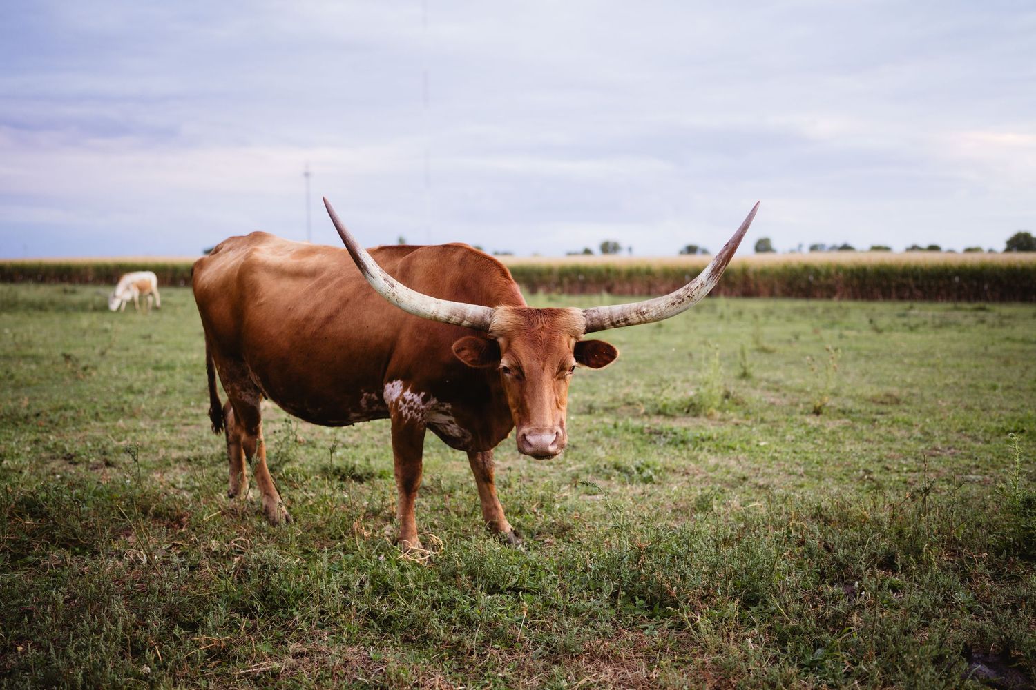 Longhorn cattle graze peacefully in a green pasture against a rural landscape backdrop.