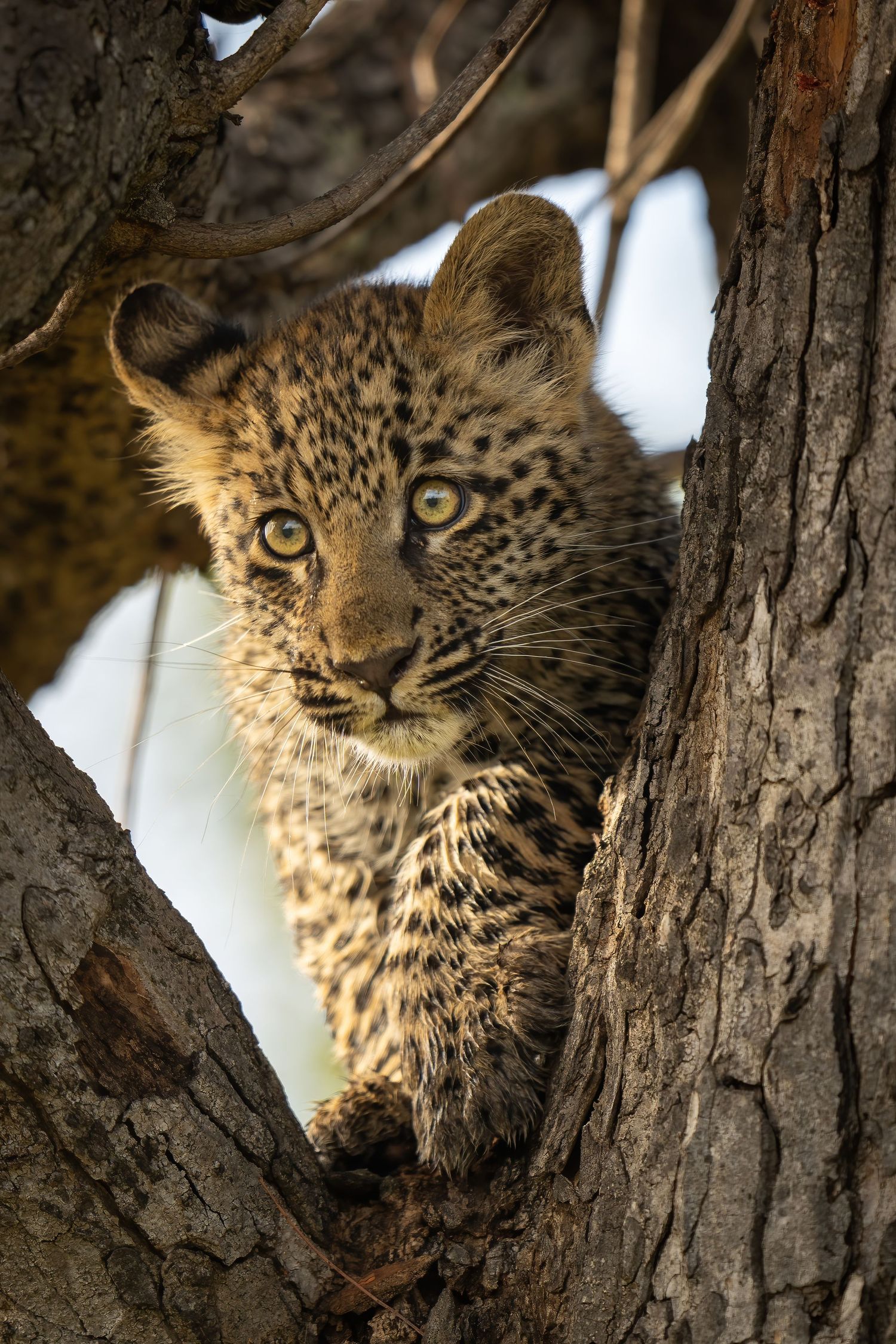 Close-up shots of a spotted leopard cat peering through tree branches show its intense yellow eyes and spotted coat pattern.