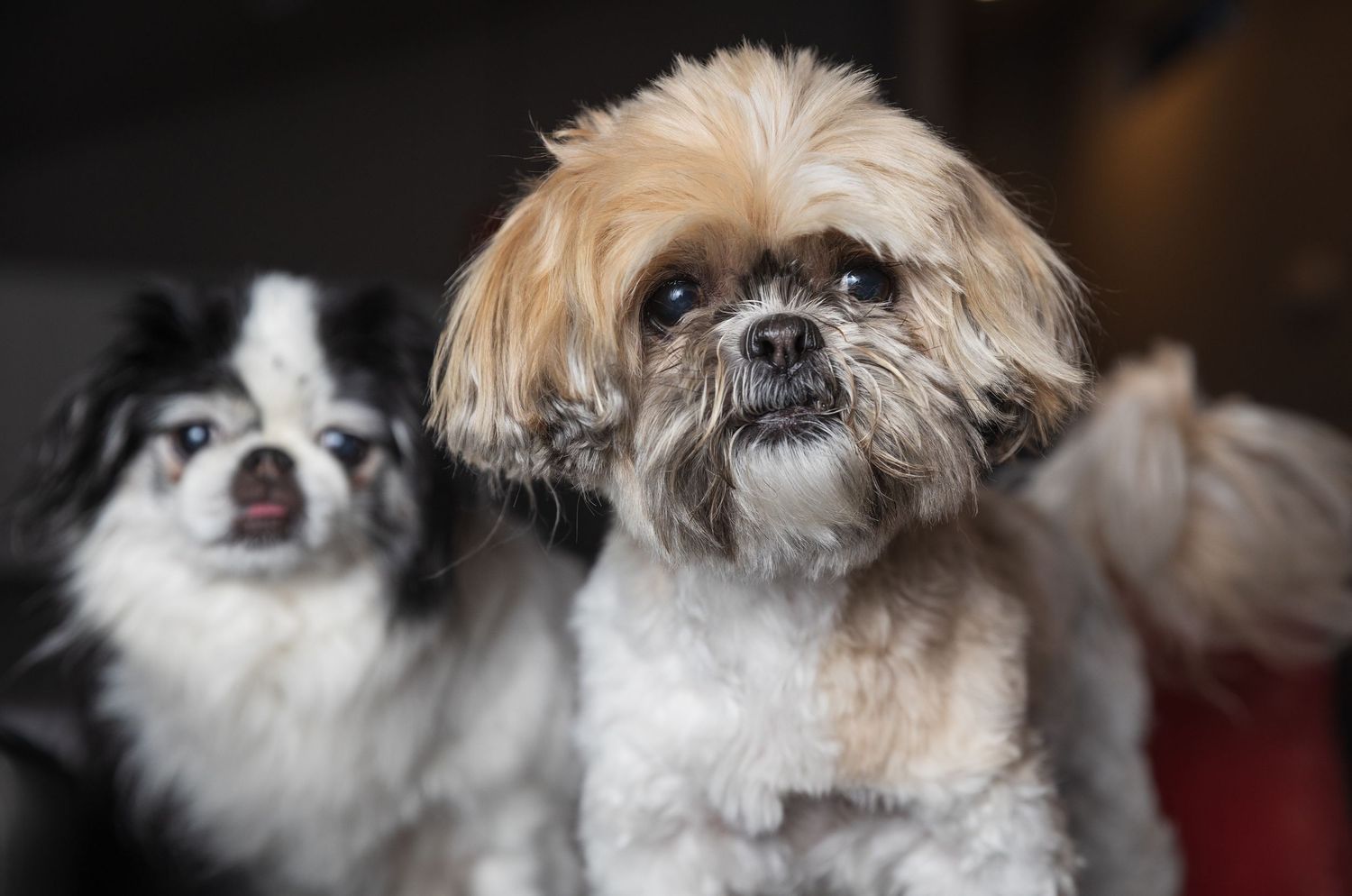 Two small fluffy dogs, a Shih Tzu and Chihuahua, sitting together indoors.