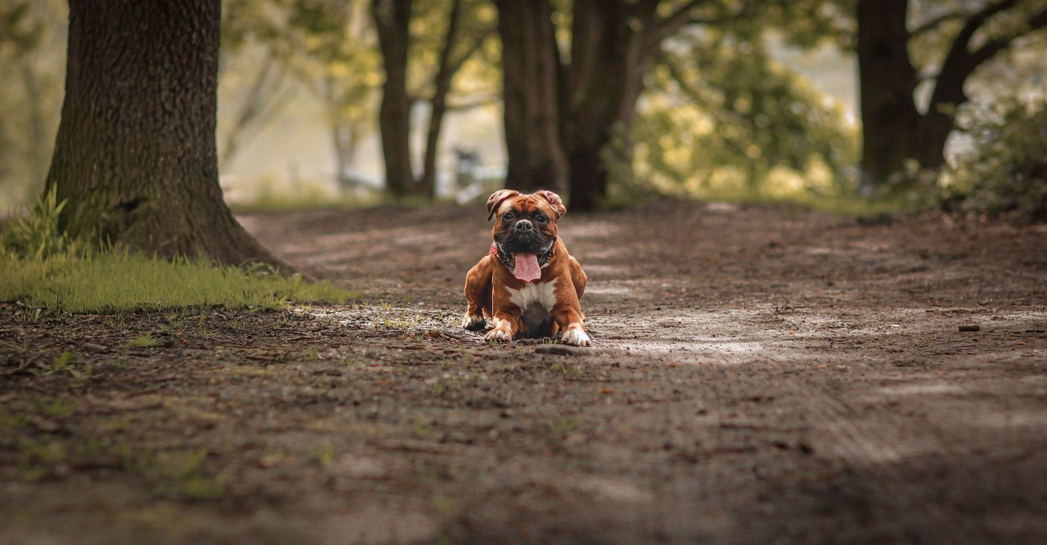 Barnsley, dog photography, dog photos, dog photographer