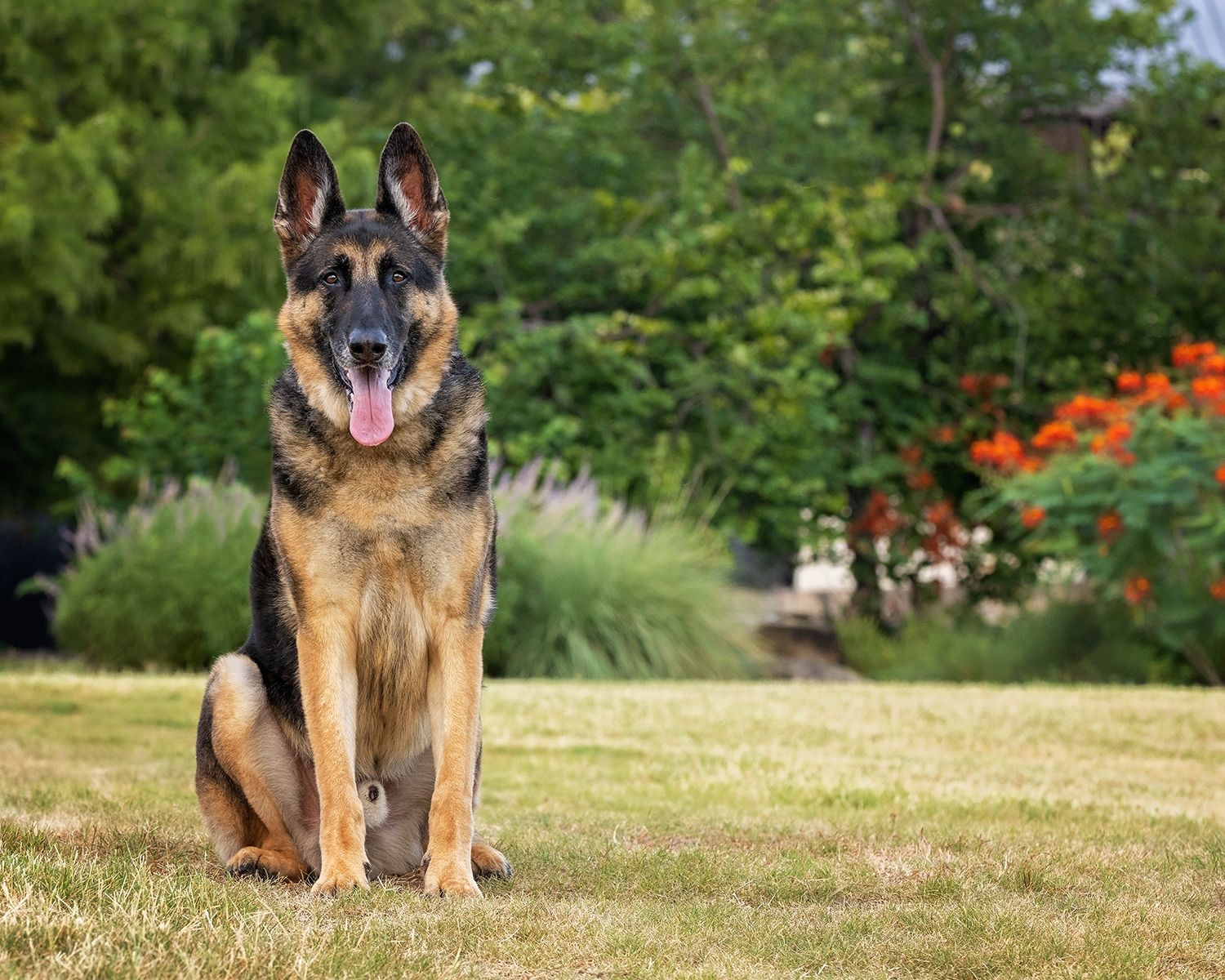 German Shepherd dog sits alertly in sunny garden with green foliage and grass in background.
