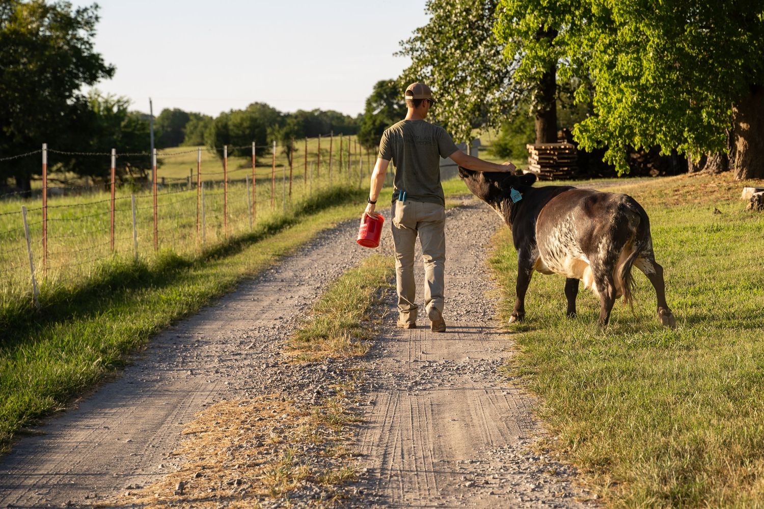 Dad walking side by side with his favorite cow during a documentary family photography session outside of Tulsa, Oklahoma