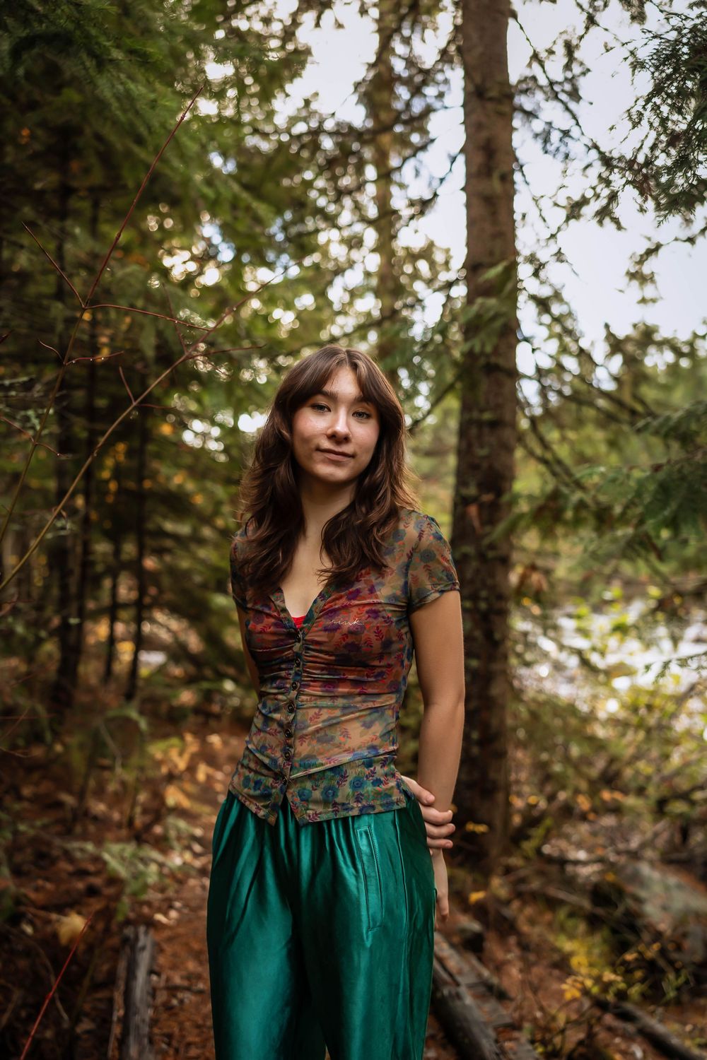 Forest portrait with sunlight filtering through evergreen trees and autumn colors.