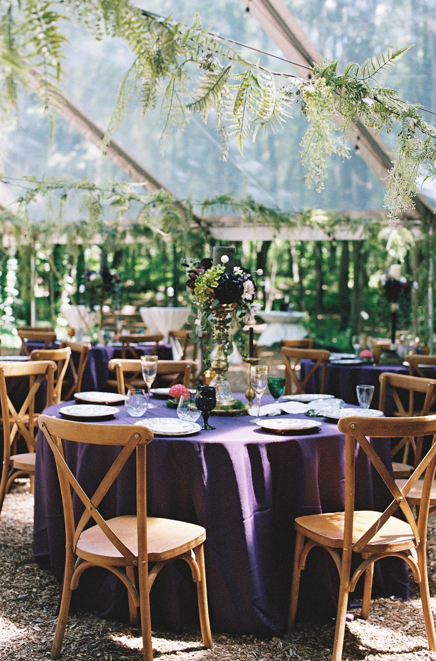 Elegant outdoor wedding reception under clear tent with purple tablecloths, wooden cross-back chairs, and lush greenery decor.