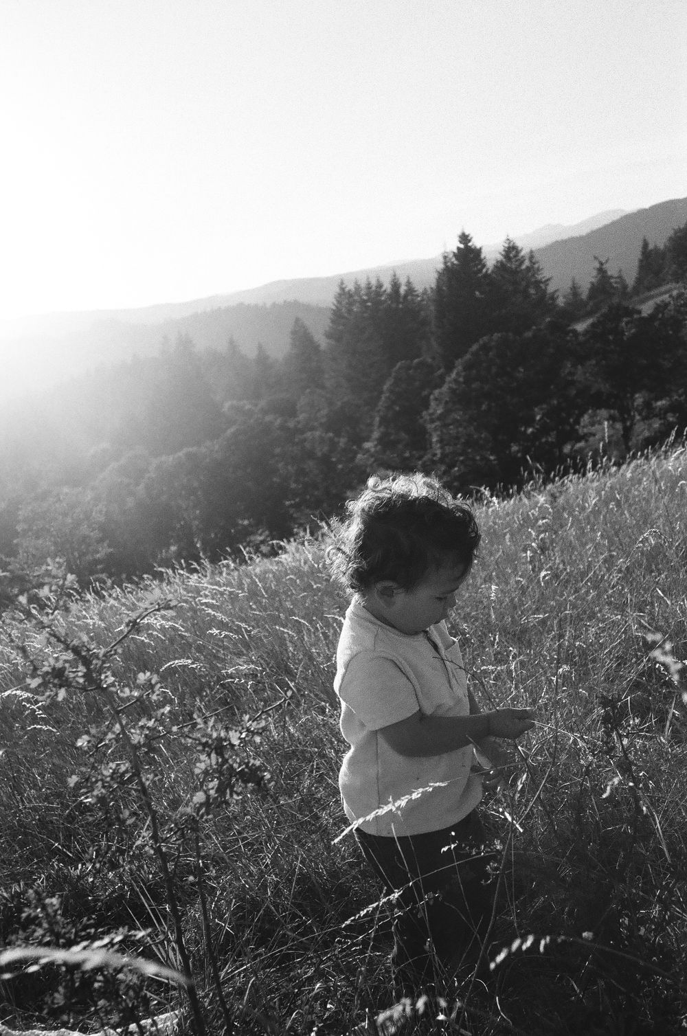 A figure stands in a misty mountain meadow filled with tall grass and wildflowers at sunset.
