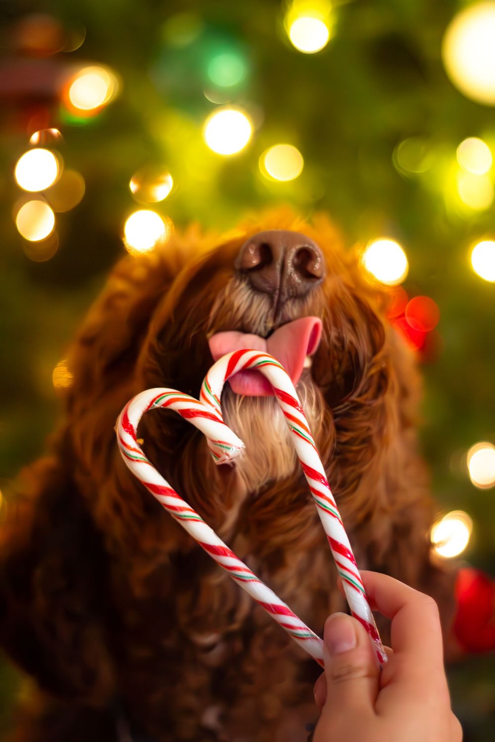 Christmas dog