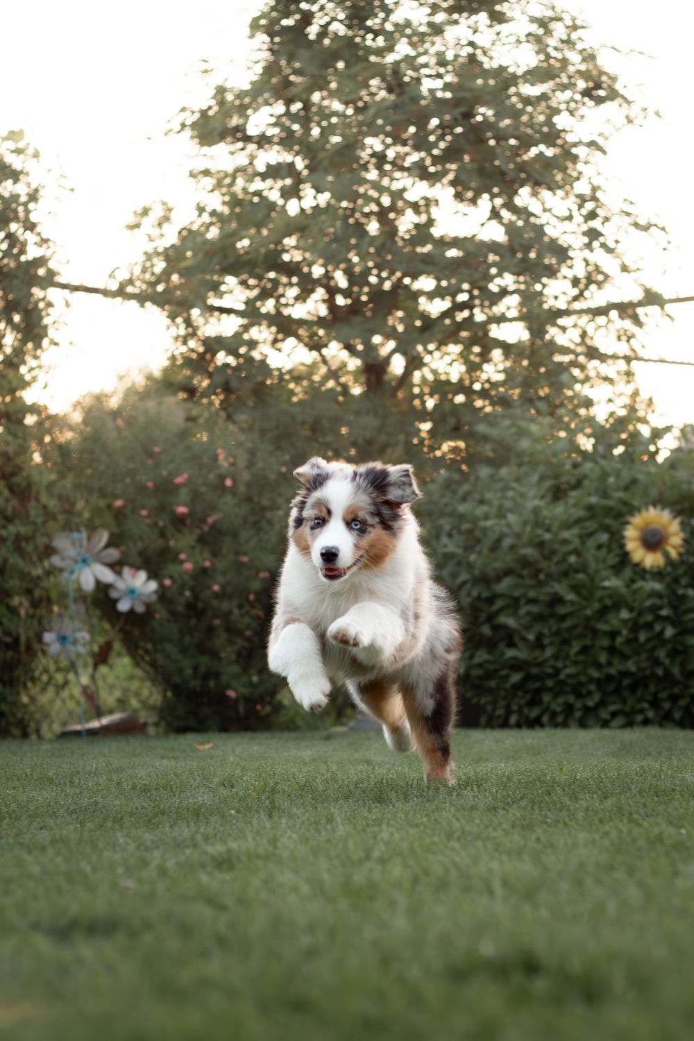 Dog running