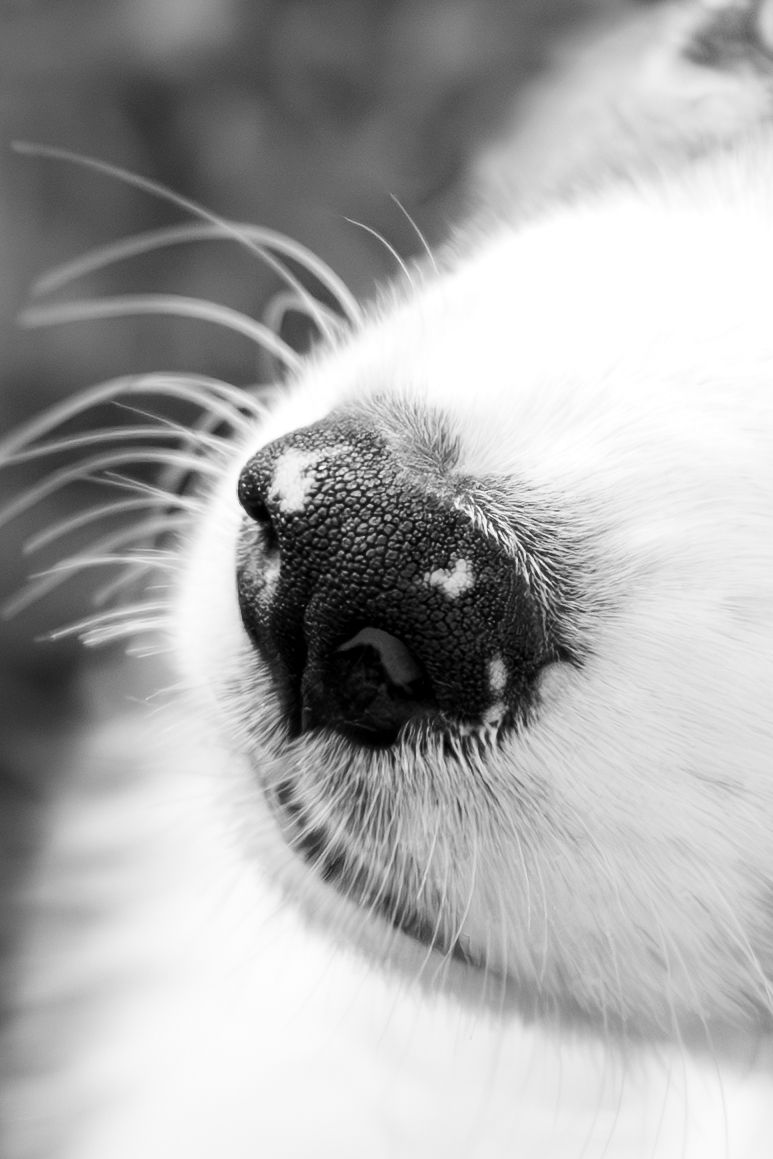 Dog close up