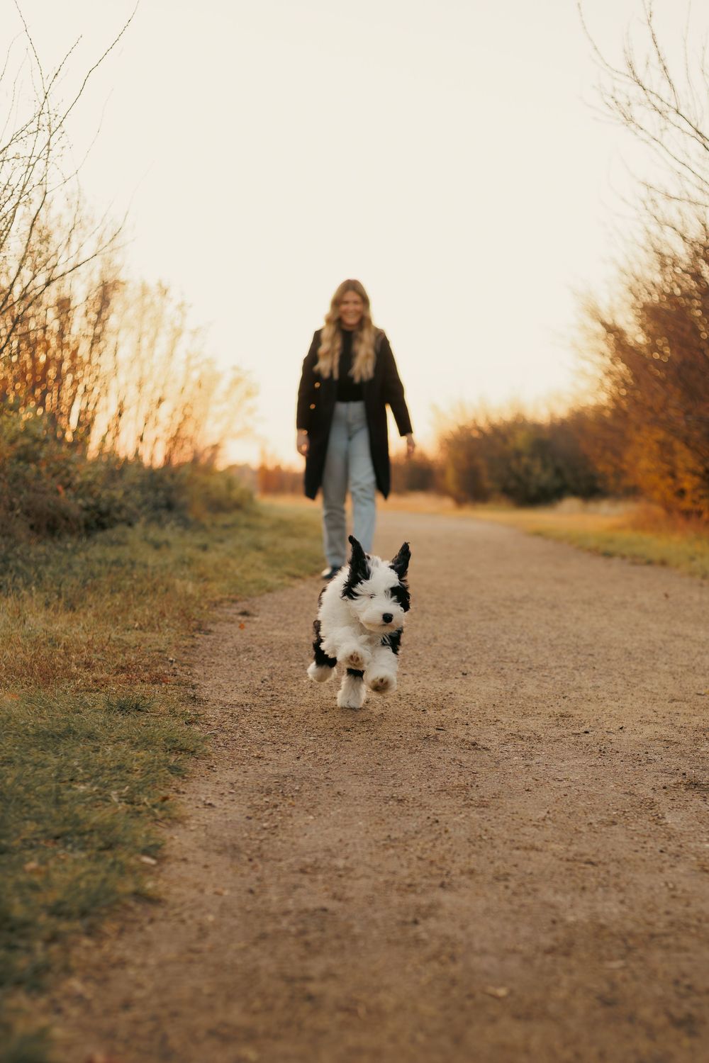Puppy running