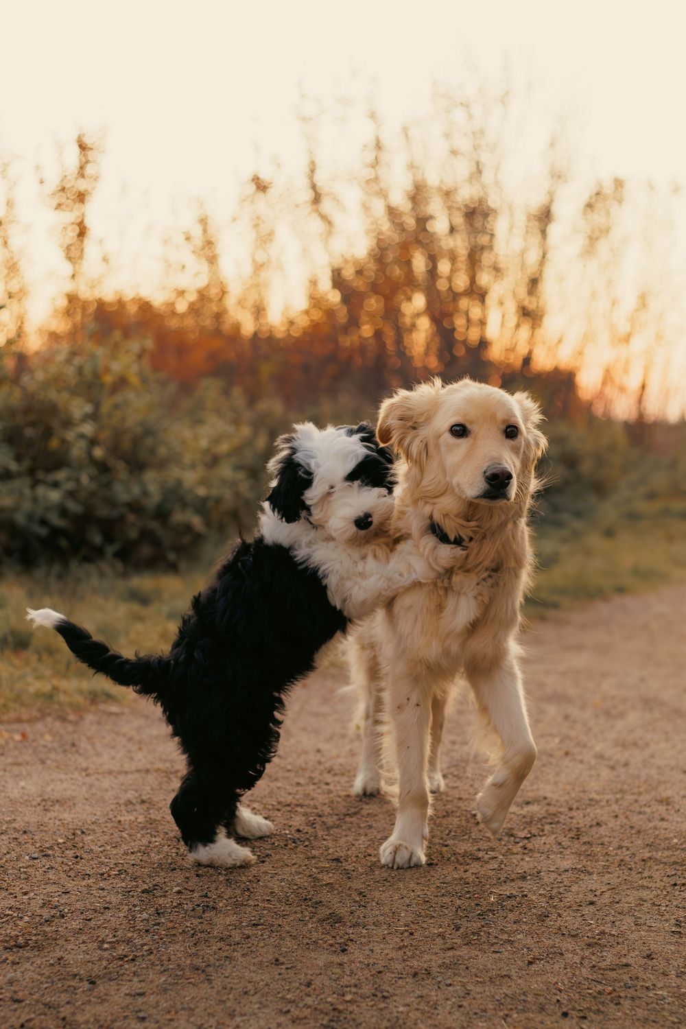 Dogs hugging