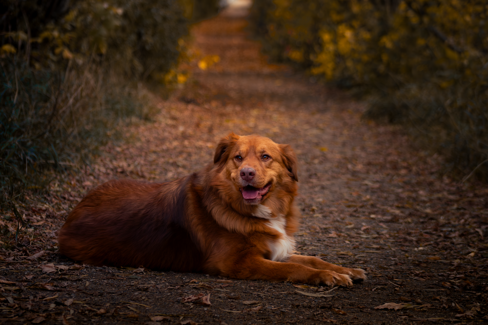 Dog