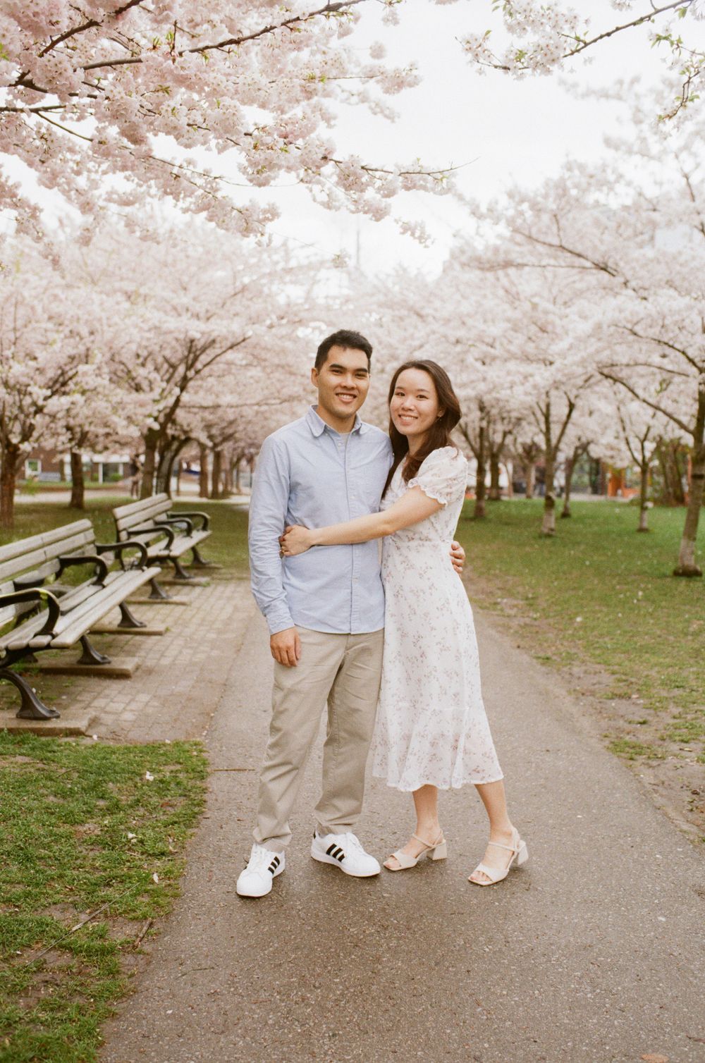 A couple enjoys a romantic stroll under blooming cherry blossom trees along a path lined with benches.