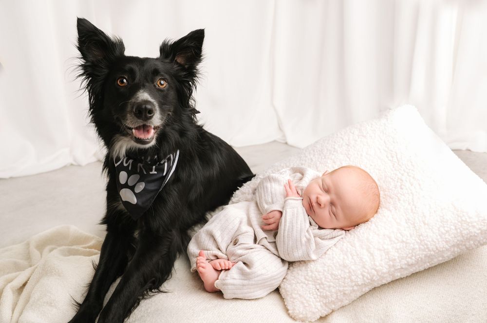 A black Border Collie dog wearing a bandana sits proudly next to a sleeping newborn baby on a white fluffy blanket.